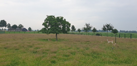 afbeelding "i_NL.IMRO.0296.BGBBoskBrstr3-DFBP_0013.png"