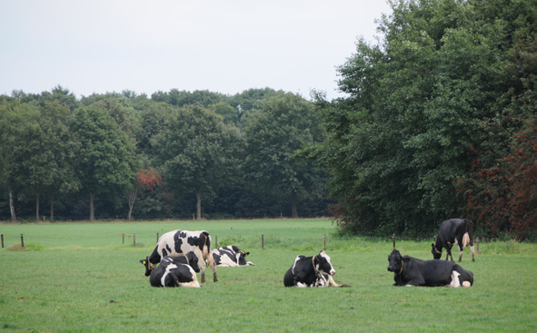 afbeelding "i_NL.IMRO.0809.StructuurvisieWijz-ON01_0007.jpg"