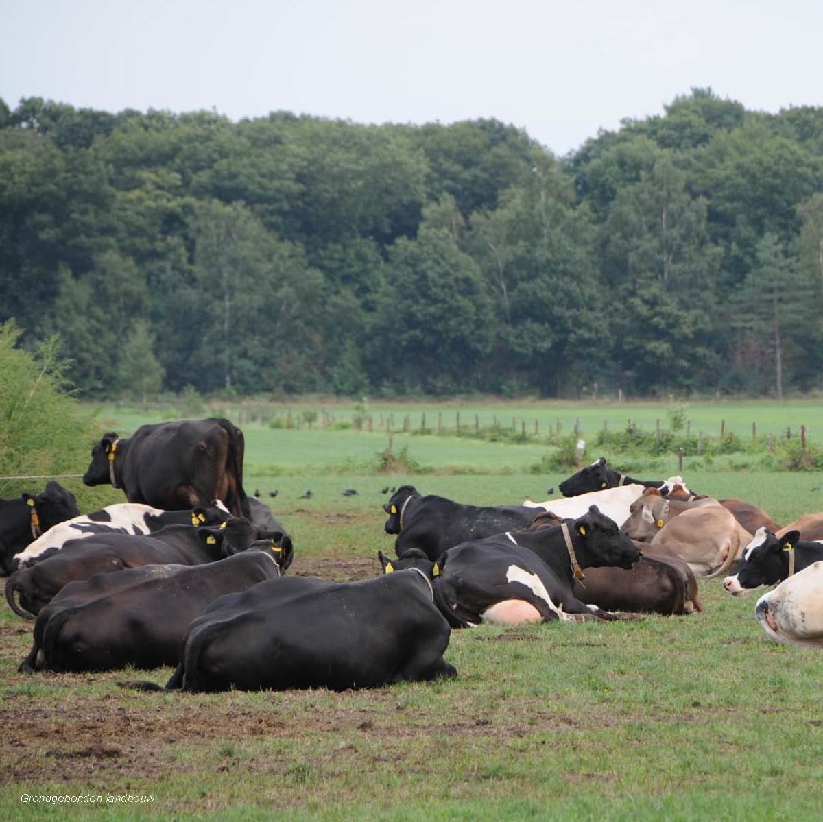 afbeelding "i_NL.IMRO.0809.StructuurvisieWijz-ON01_0075.jpg"