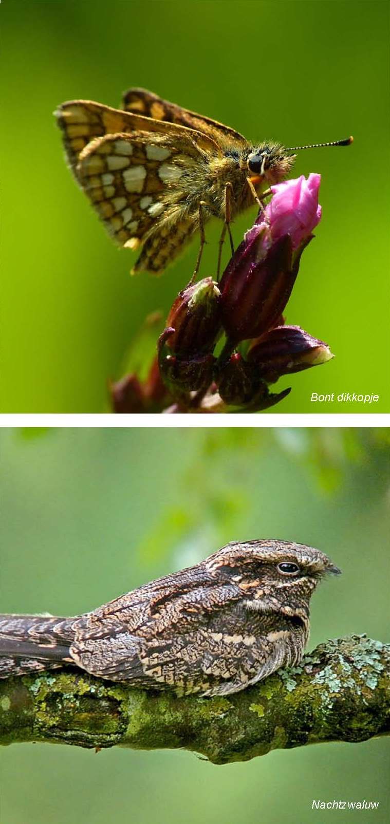 afbeelding "i_NL.IMRO.0809.StructuurvisieWijz-VG01_0030.jpg"