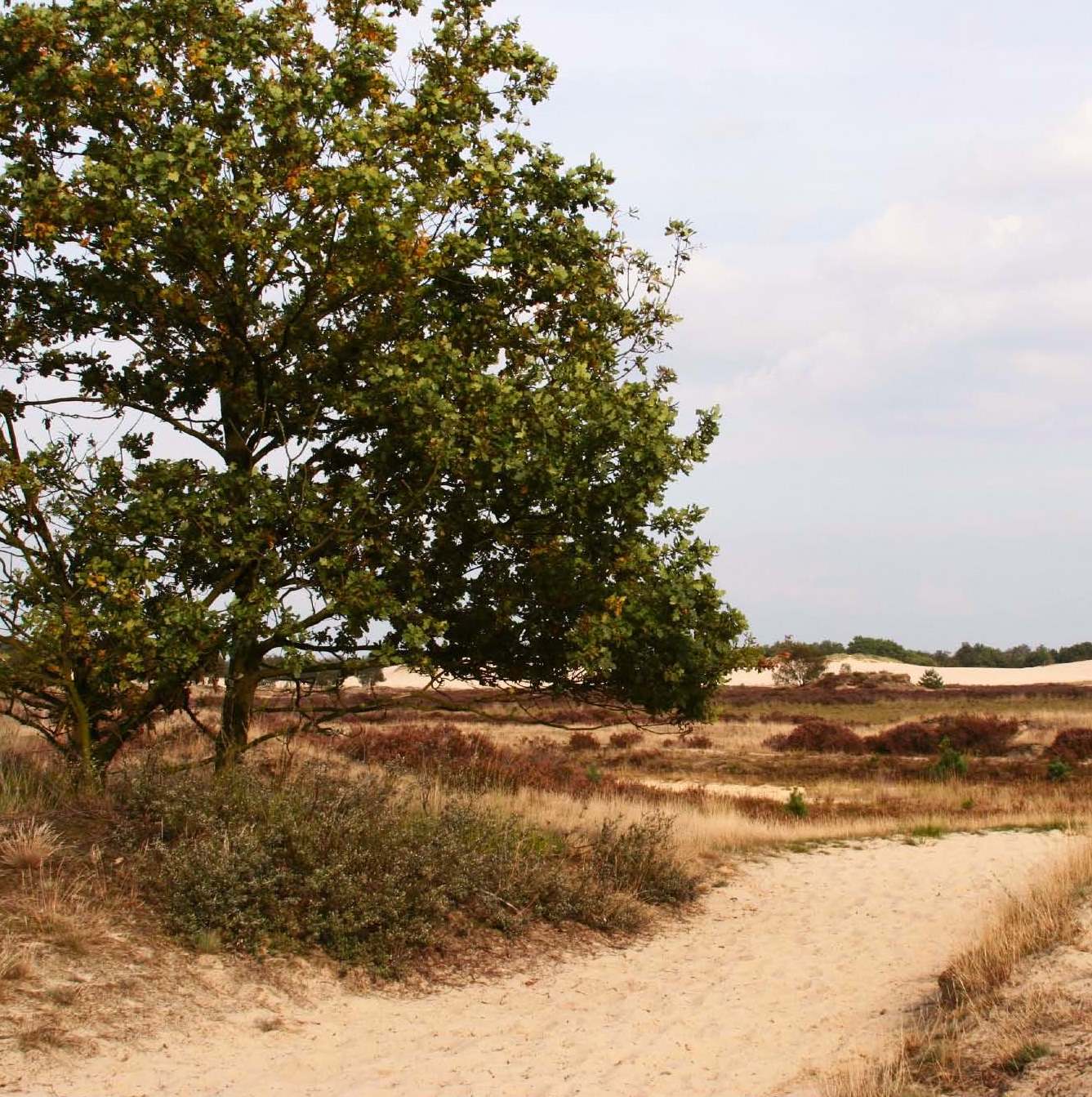 afbeelding "i_NL.IMRO.0809.StructuurvisieWijz-VG01_0127.jpg"