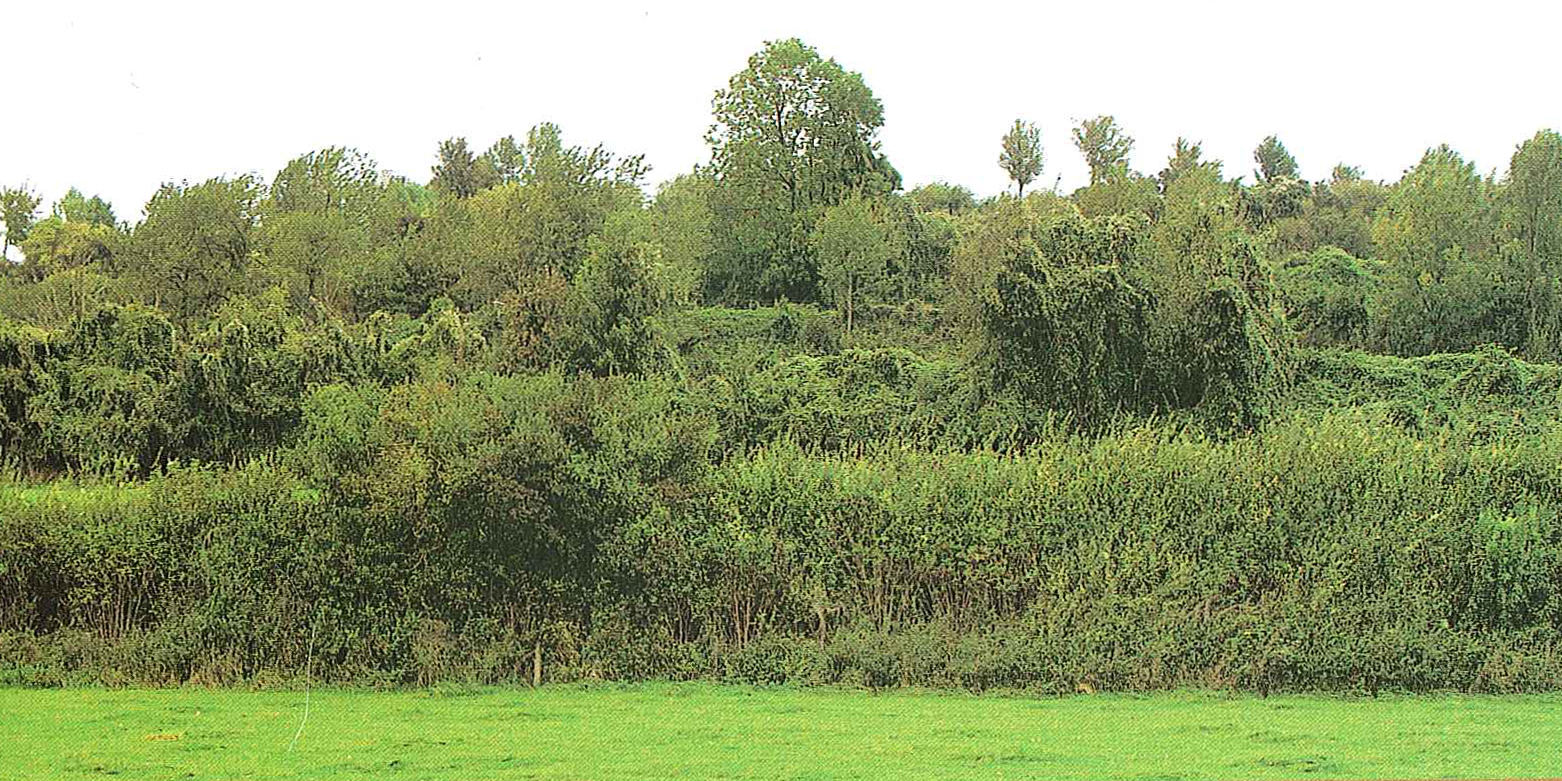 afbeelding "i_NL.IMRO.0865.bgBPGroenschehoeve-VG01_0043.jpg"