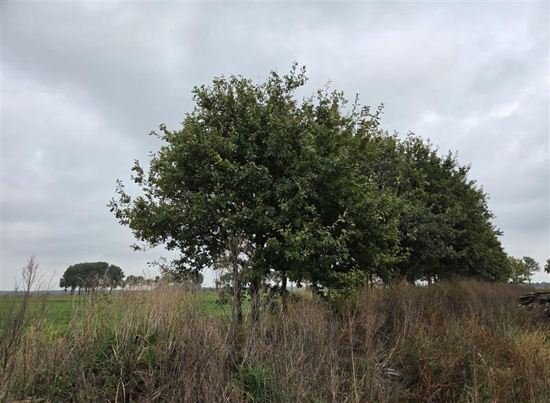 afbeelding "i_NL.IMRO.1701.509TAMVHelomaweg2a-0002_0006.png"