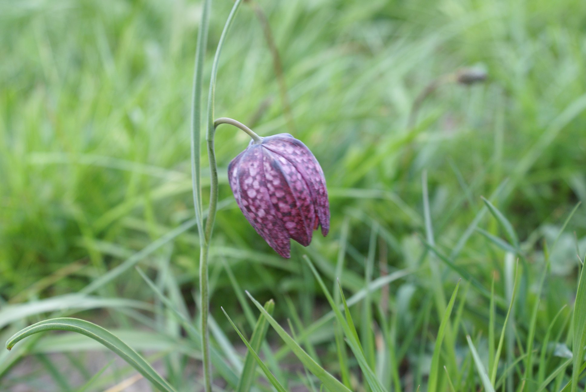 afbeelding "i_NL.IMRO.1896.SV2011-0003_0010.jpg"